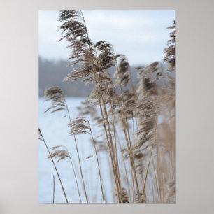 Peaceful Scenic Winter Lake Grass Photo Poster