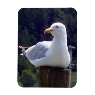 Peaceful Seagull on Post Nature Wildlife Art Magnet