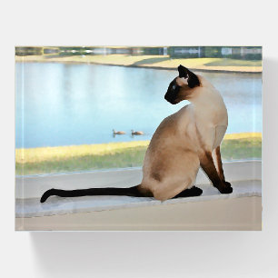 Peaceful Siamese Cat Painting Paperweight