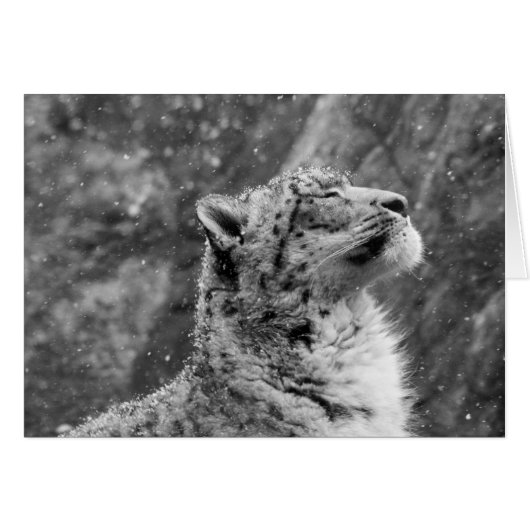 Peaceful Snow Leopard Cards (Front Horizontal)