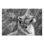 Peaceful Snow Leopard Photo Print at Zazzle