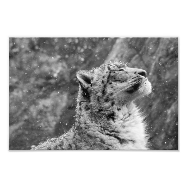 Peaceful Snow Leopard Photo Print (Front)