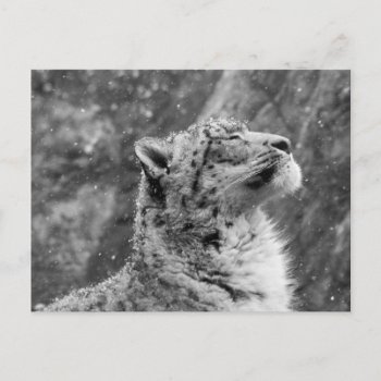 Peaceful Snow Leopard Postcard by CMcKee_Photography at Zazzle