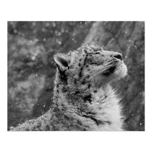 Peaceful Snow Leopard Poster
