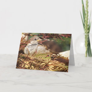 Peaceful Sparrow Greeting Card (blank inside)
