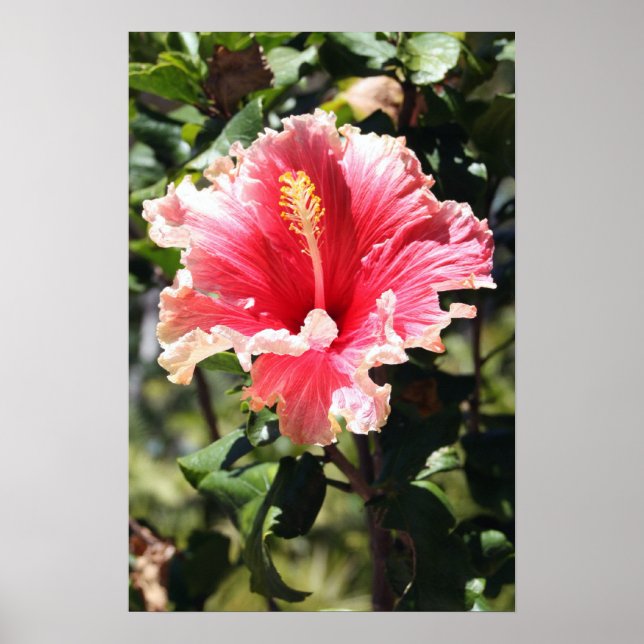 Peach and Pink Hibiscus Poster (Front)