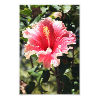 Peach and Pink Hibiscus Tropical Flower Photo