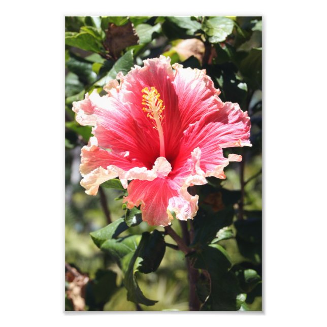 Peach and Pink Hibiscus Tropical Flower Photo (Front)
