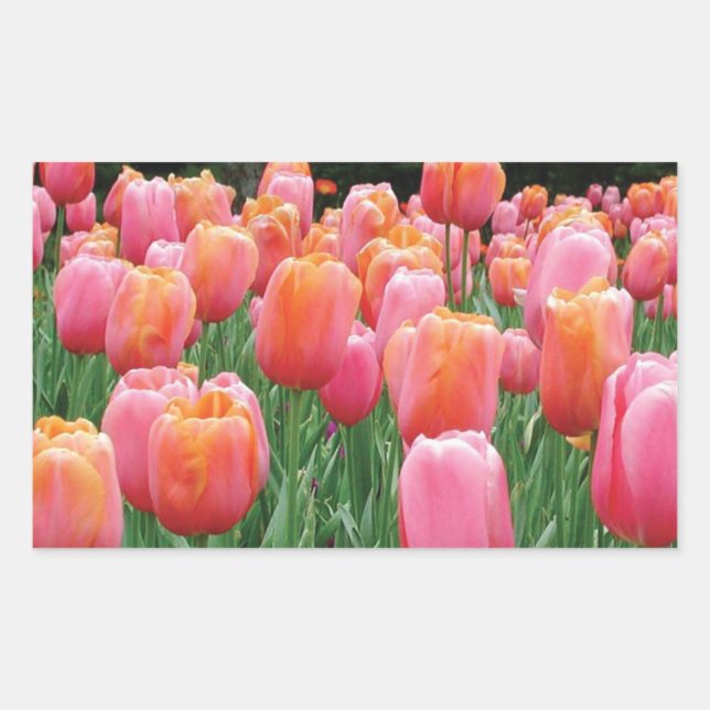 Peach and Pink Tulips Rectangular Sticker (Front)