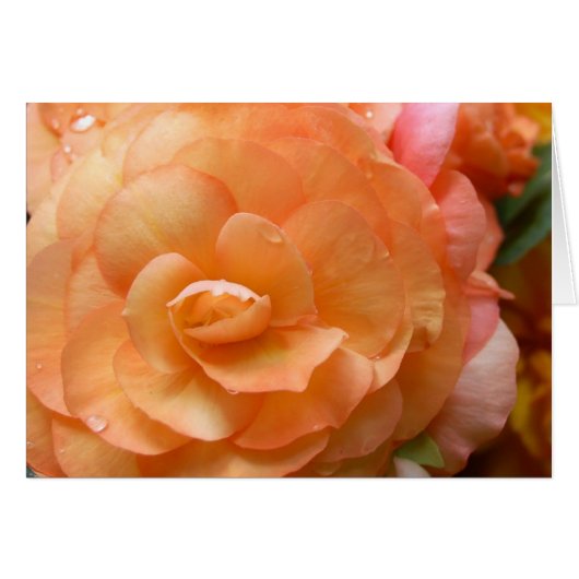 Peach Begonia Cards (Front Horizontal)