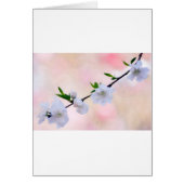 Peach Blossom (Front)