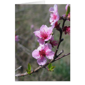 Peach Blossom