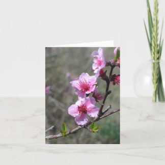 Peach Blossom Card