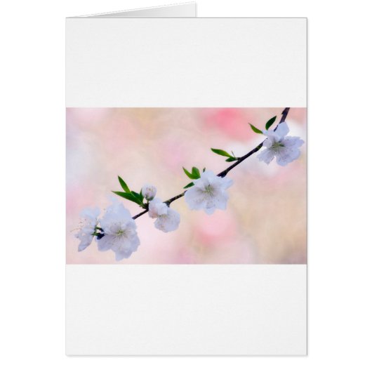 Peach Blossom Cards (Front)