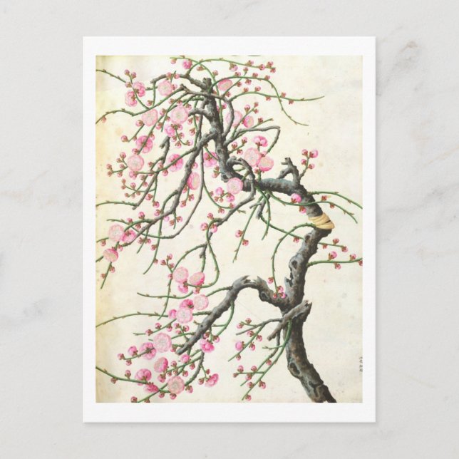 Peach blossom (colour on paper) postcard (Front)