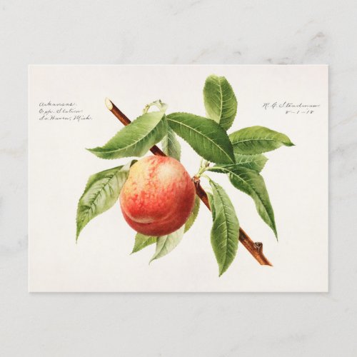 Peach Bough Prunus Persica Fruit Painting Postcard