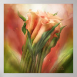 Peach Callas Art Poster/Print Poster