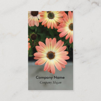 Peach Color African Daisies Business Card