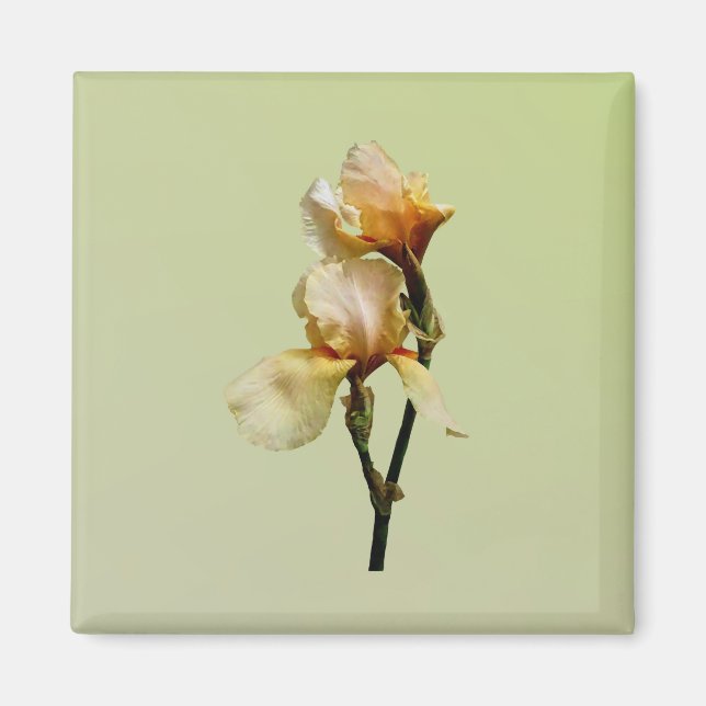 Peach Colored Irises Magnet (Front)