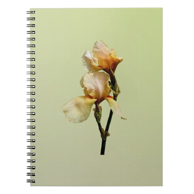 Peach Colored Irises Notebook (Front)
