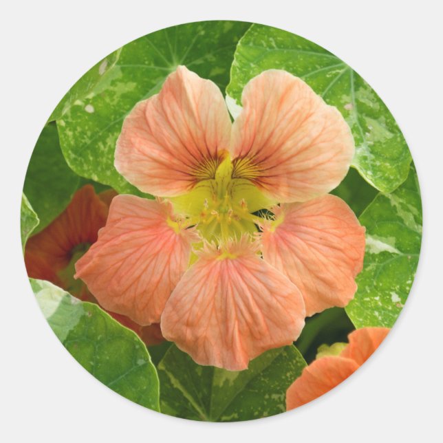 Peach Colored Nasturtium Flower - Sticker Sheet (Front)