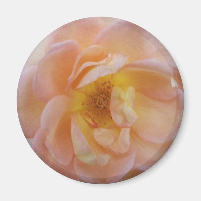 Peach-Colored Rose Magnet (Front)