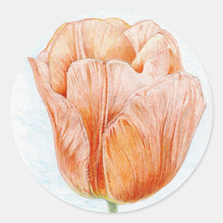 Peach Colored Tulip Classic Round Sticker