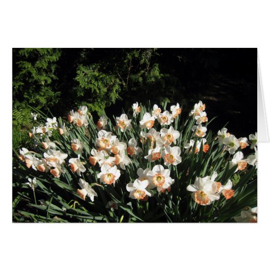 Peach Daffodiles Cards (Front Horizontal)