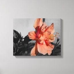 Peach Double Hibiscus Flower Selective Color Photo Canvas Print