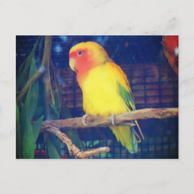 Peach-faced Lovebird #1 Postcard (Front)
