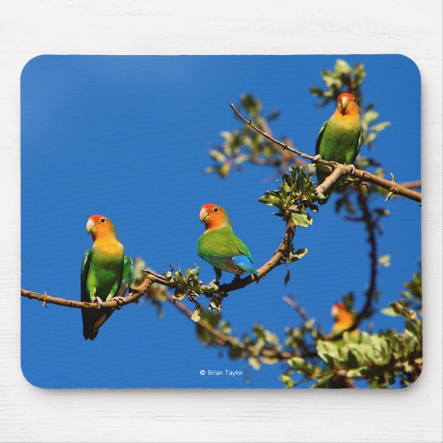 Peach-faced lovebird mouse pad (Front)