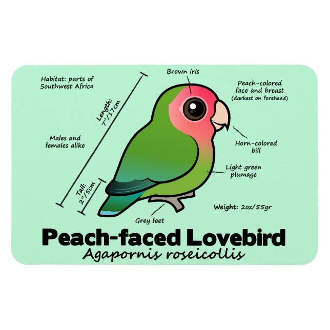 Peach-faced Lovebird Statistics Magnet (Horizontal)
