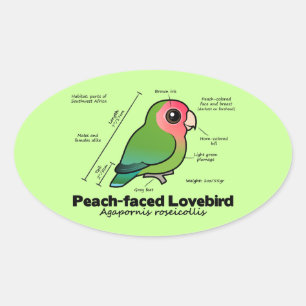 Peach-faced Lovebird Statistics Oval Sticker