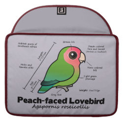 Peach-faced Lovebird Statistics Macbook Pro 15