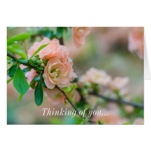 Peach Flowering Quince Cards (Front Horizontal)