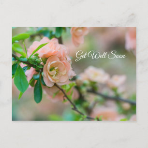 Peach Flowering Quince Get Well Soon Postcard