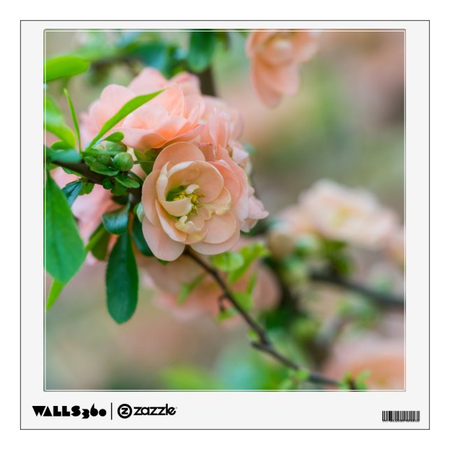 Peach Flowering Quince Wall Decal (Front)