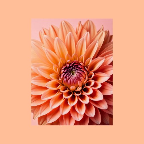 Peach Fuzz Dahlia flower Postcrossing Postcard