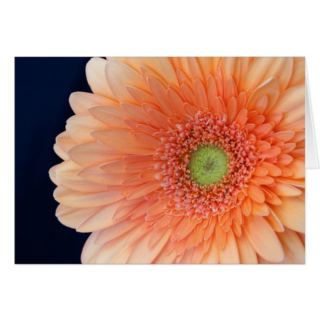 Peach Gerbera Cards (Front Horizontal)