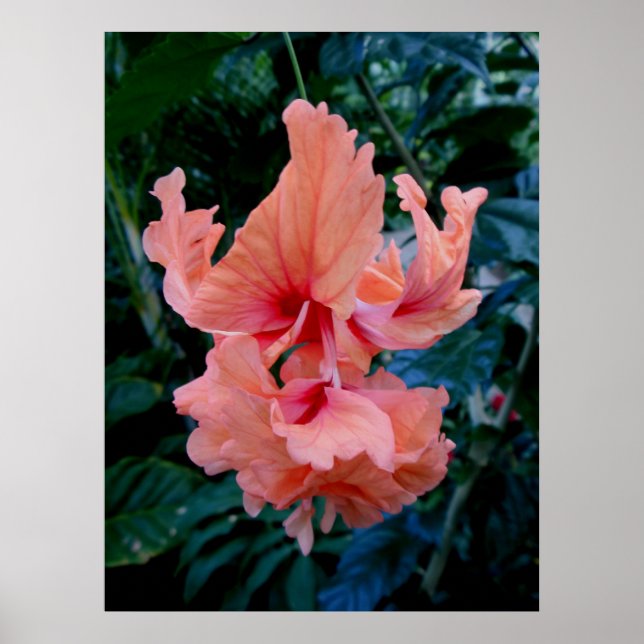 Peach Hybrid Hibiscus Poster (Front)