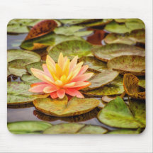 Peach Lotus Flower