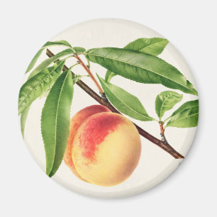 Peach Magnet