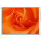 Peach Orange Rose