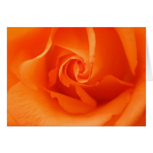 Peach Orange Rose Cards (Front Horizontal)