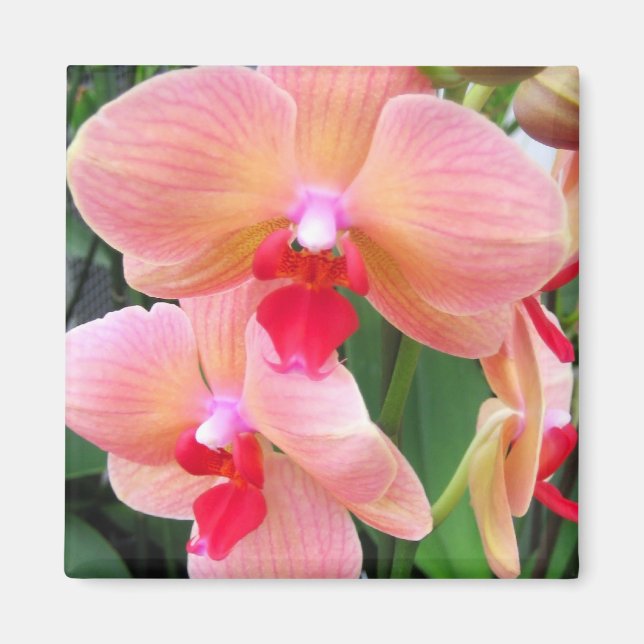 Peach orchids - Magnet (Front)