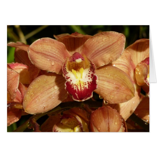 Peach Orchids with Raindrops Floral Card (Front Horizontal)