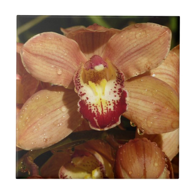 Peach Orchids with Raindrops Floral Ceramic Tile (Front)