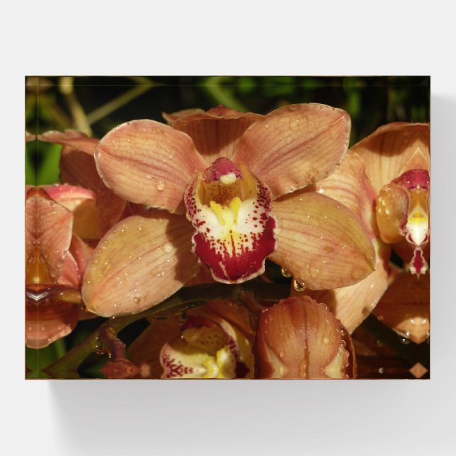 Peach Orchids with Raindrops Floral Paperweight (Front)