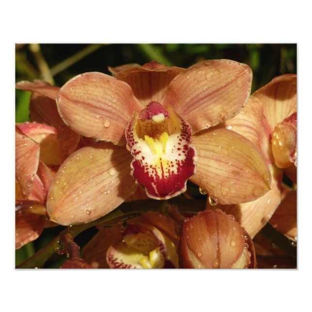 Peach Orchids with Raindrops Floral Photo Print (Front)