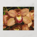 Peach Orchids with Raindrops Floral Postcard